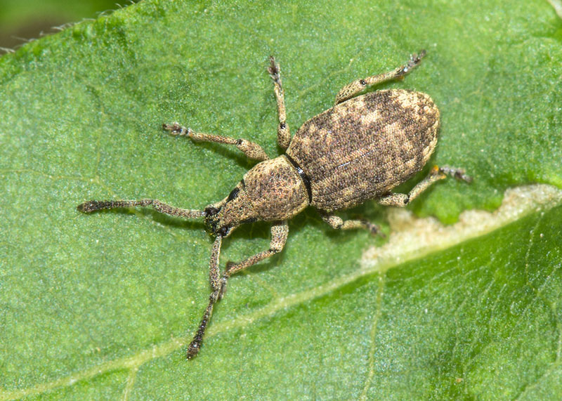 Curculionidae: Simo cfr. hirticornis